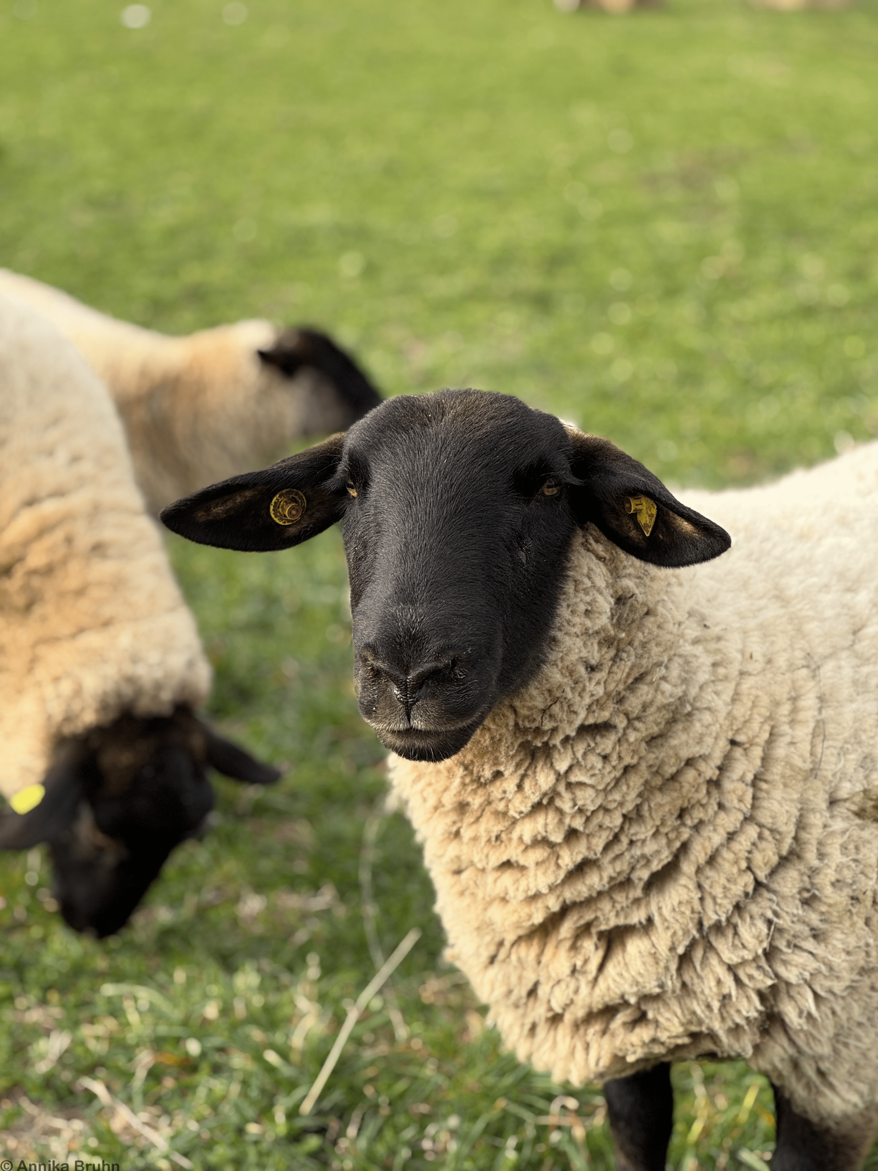 Porträt eines Schafes